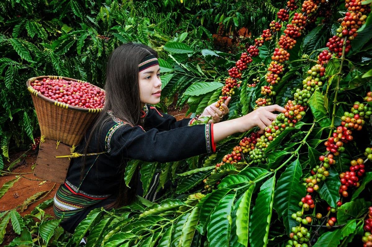 GIÁ CÀ PHÊ HÔM NAY 9/9/2026: THỊ TRƯỜNG TRONG NƯỚC GIẢM NHẸ 500Đ, ROBUSTA PHỤC HỒI