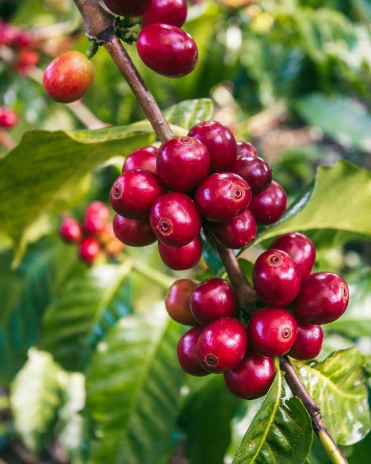 Giá cà phê hôm nay 12/9: Thị trường trong nước và thế giới đồng loạt giảm