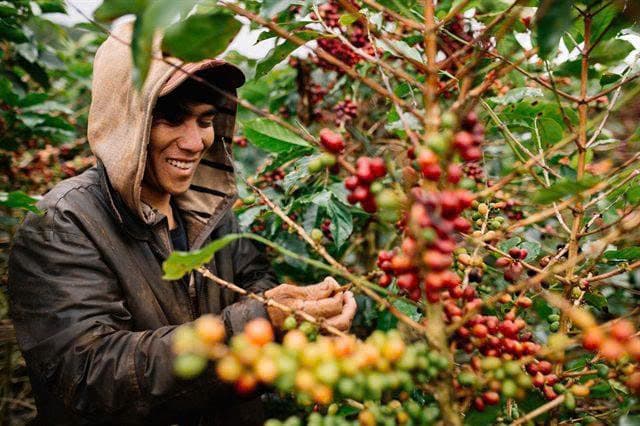 Giá Cà Phê Rang Xay Hôm Nay – Cập Nhật Xu Hướng Thị Trường Cho Khách Sỉ & Quán Cà Phê