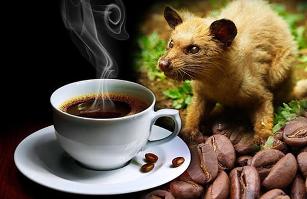 Cà phê Chồn – Hạt Ngọc Trên Đường Đi Qua “Hành Trình Khác Thường” Của Thiên Nhiên
