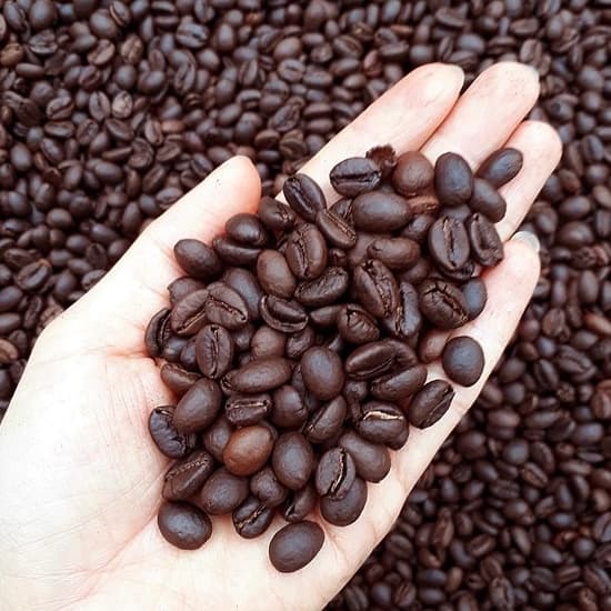 Robusta chất lượng cao CLC
