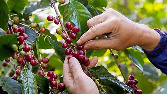 Cà phê Việt Nam trong cơn "báo giá"